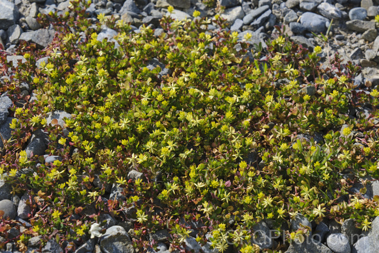 Suckling. Clover or Lesser Yellow Clover (<i>Trifolium dubium</i>), an annual, usually seen as a weed in pastures or lawns. When it occurs on dry or gravelly ground, as seen here, it becomes dwarfed and may dry off quickly after flowering. Originally native to Europe, Trifolium dubium is now widespread. trifolium-3369htm'>Trifolium.