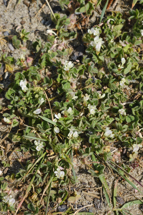 Subclover (<i>Trifolium subterraneum</i>), a low, spreading annual originally native to Eurasia and North Africa but now widely naturalised. This species is most readily distinguished by its small flowerheads, which usually contain just three white fertile flowers and several much reduced sterile flowers. The seed germinate in autumn and the plant develops over winter, flowering in spring and drying off by early summer. It is an important pasture plant for fodder and soil improvement, and is consequently extensively cultivated. Many cultivars have been developed. Fabaceae. trifolium-3369htm'>Trifolium.