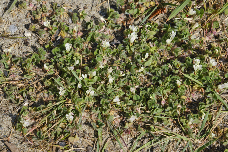 Subclover (<i>Trifolium subterraneum</i>), a low, spreading annual originally native to Eurasia and North Africa but now widely naturalised. This species is most readily distinguished by its small flowerheads, which usually contain just three white fertile flowers and several much reduced sterile flowers. The seed germinate in autumn and the plant develops over winter, flowering in spring and drying off by early summer. It is an important pasture plant for fodder and soil improvement, and is consequently extensively cultivated. Many cultivars have been developed. Fabaceae. trifolium-3369htm'>Trifolium.