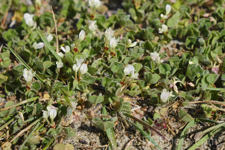 Subclover (<i>Trifolium subterraneum</i>), a low, spreading annual originally native to Eurasia and North Africa but now widely naturalised. This species is most readily distinguished by its small flowerheads, which usually contain just three white fertile flowers and several much reduced sterile flowers. The seed germinate in autumn and the plant develops over winter, flowering in spring and drying off by early summer. It is an important pasture plant for fodder and soil improvement, and is consequently extensively cultivated. Many cultivars have been developed. Fabaceae. trifolium-3369htm'>Trifolium.