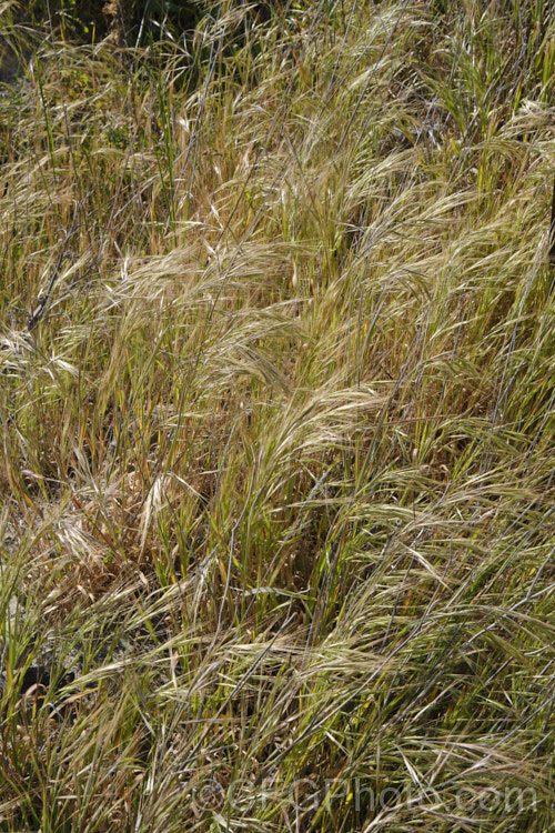 Ripgut. Brome or Great Brome (<i>Bromus diandrus</i>), an annual grass originally native to the Mediterranean area but now widely naturalised. It usually occurs as a weed on waste ground. The seeds have a barb that enables them to cling to clothing or to lodge in the paws or eyes of domestic pets. bromus-2608htm'>Bromus. .