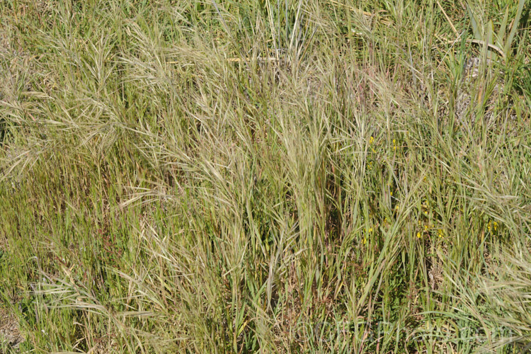 Ripgut. Brome or Great Brome (<i>Bromus diandrus</i>), an annual grass originally native to the Mediterranean area but now widely naturalised. It usually occurs as a weed on waste ground. The seeds have a barb that enables them to cling to clothing or to lodge in the paws or eyes of domestic pets. bromus-2608htm'>Bromus. .