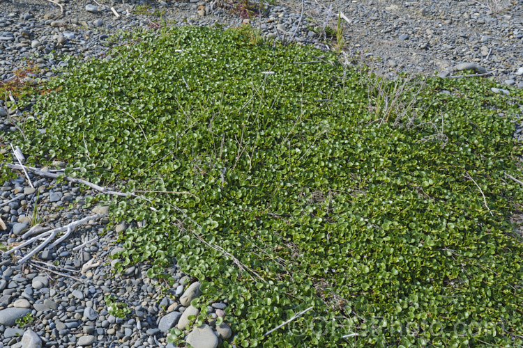 Shore Bindweed, Shore Convolvulus or Shore Morning Glory (<i>Calystegia soldanella [syn. Convolvulus soldanella]), a small, creeping, carpeting, summer-flowering perennial vine that occurs in coastal regions in temperate regions of both hemispheres