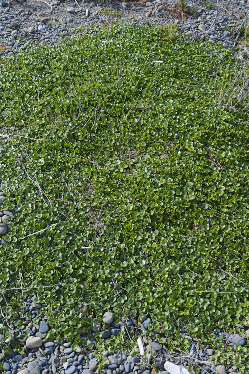 Shore Bindweed, Shore Convolvulus or Shore Morning Glory (<i>Calystegia soldanella [syn. Convolvulus soldanella]), a small, creeping, carpeting, summer-flowering perennial vine that occurs in coastal regions in temperate regions of both hemispheres