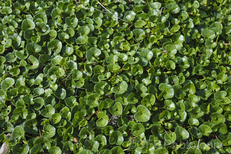 Shore Bindweed, Shore Convolvulus or Shore Morning Glory (<i>Calystegia soldanella [syn. Convolvulus soldanella]), a small, creeping, carpeting, summer-flowering perennial vine that occurs in coastal regions in temperate regions of both hemispheres