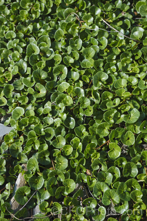 Shore Bindweed, Shore Convolvulus or Shore Morning Glory (<i>Calystegia soldanella [syn. Convolvulus soldanella]), a small, creeping, carpeting, summer-flowering perennial vine that occurs in coastal regions in temperate regions of both hemispheres