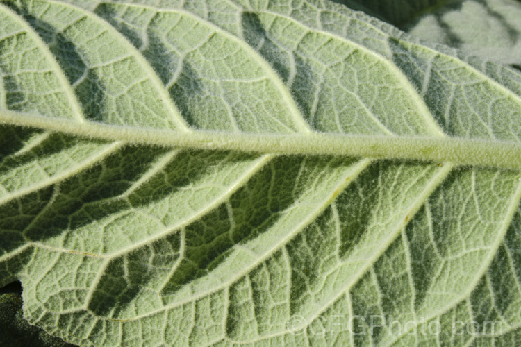 The underside of the foliage of Aaron's Rod (<i>Verbascum thapsus</i>), a Eurasian biennial that in its second year develops a flower spike up to 2m tall It has become widely naturalised and is now considered a weed in many areas, though as it tends to thrive only on poor ground, it is usually tolerated. verbascum-3385htm'>Verbascum. <a href='scrophulariaceae-plant-family-photoshtml'>Scrophulariaceae</a>.