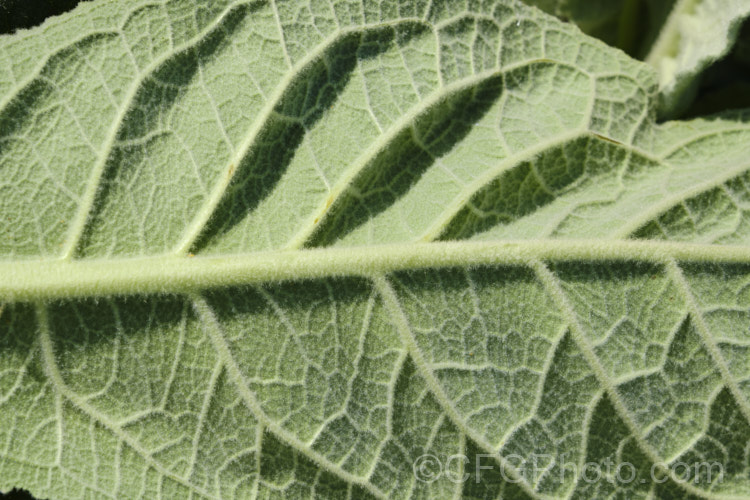 The underside of the foliage of Aaron's Rod (<i>Verbascum thapsus</i>), a Eurasian biennial that in its second year develops a flower spike up to 2m tall It has become widely naturalised and is now considered a weed in many areas, though as it tends to thrive only on poor ground, it is usually tolerated. verbascum-3385htm'>Verbascum. <a href='scrophulariaceae-plant-family-photoshtml'>Scrophulariaceae</a>.