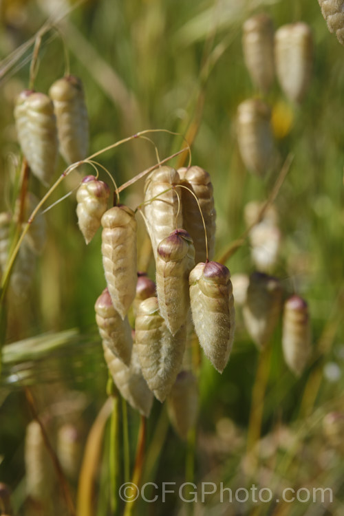 Greater Quaking Grass or Rattlesnake Grass (<i>Briza maxima</i>), an annual grass native to North Africa and Eurasia but now widely naturalised. It can grow to 60cm tall and is often cultivated for its attractive seedpods, the shape of which resembles a rattlesnake's rattle. Poaceae. briza-3665htm'>Briza. .