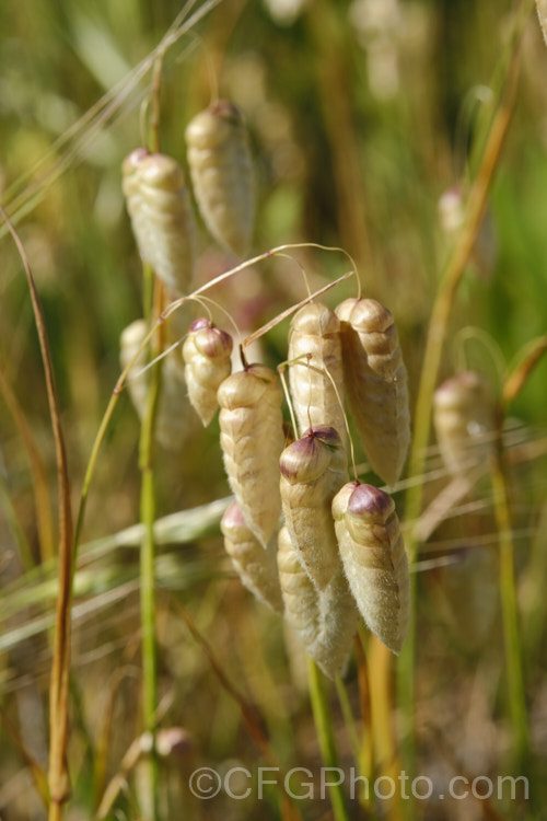 Greater Quaking Grass or Rattlesnake Grass (<i>Briza maxima</i>), an annual grass native to North Africa and Eurasia but now widely naturalised. It can grow to 60cm tall and is often cultivated for its attractive seedpods, the shape of which resembles a rattlesnake's rattle. Poaceae. briza-3665htm'>Briza. .