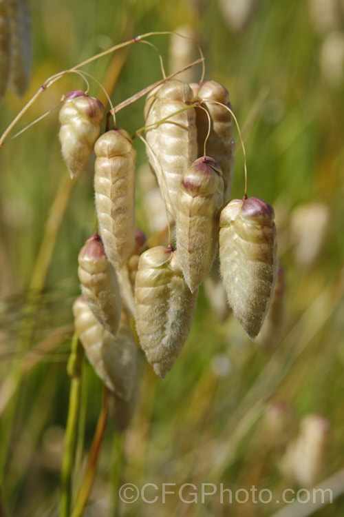 Greater Quaking Grass or Rattlesnake Grass (<i>Briza maxima</i>), an annual grass native to North Africa and Eurasia but now widely naturalised. It can grow to 60cm tall and is often cultivated for its attractive seedpods, the shape of which resembles a rattlesnake's rattle. Poaceae. briza-3665htm'>Briza. .