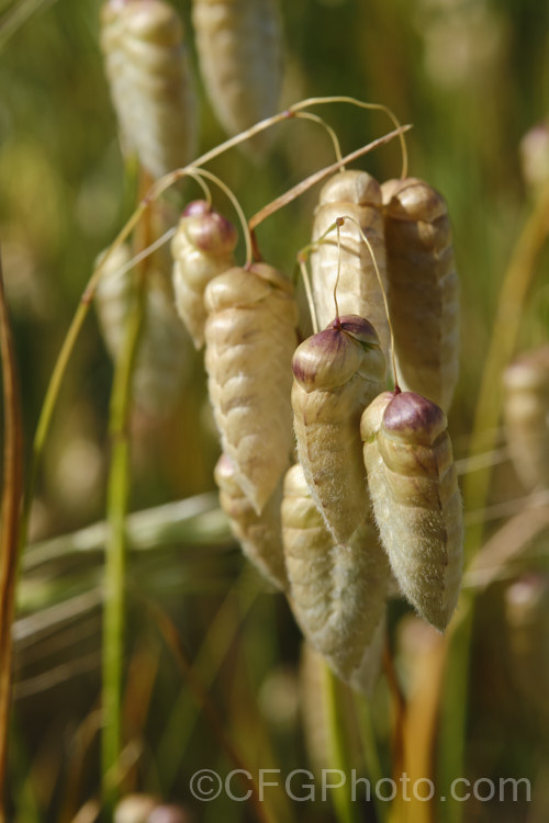 Greater Quaking Grass or Rattlesnake Grass (<i>Briza maxima</i>), an annual grass native to North Africa and Eurasia but now widely naturalised. It can grow to 60cm tall and is often cultivated for its attractive seedpods, the shape of which resembles a rattlesnake's rattle. Poaceae. briza-3665htm'>Briza. .