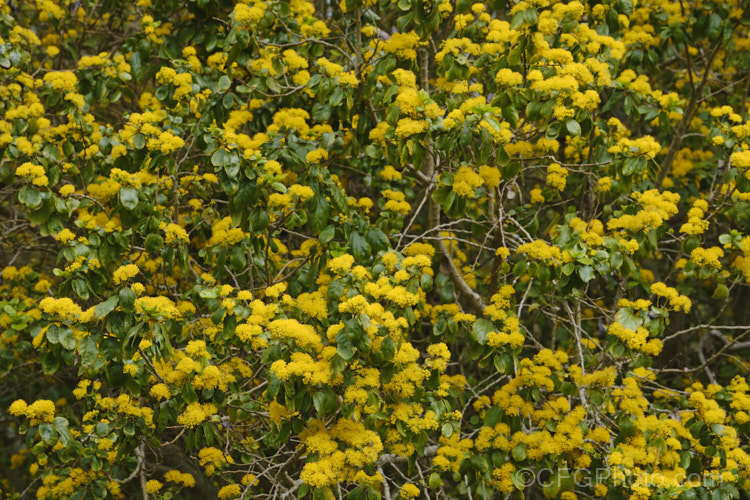 Azara serrata, an evergreen shrub or small tree native to Chile. It blooms in spring and although the flowers are similar to those of its better-known relative the Vanilla. Tree (<i>Azara lanceolata</i>), they are larger and unscented. azara-2391htm'>Azara. <a href='salicaceae-plant-family-photoshtml'>Salicaceae</a>.