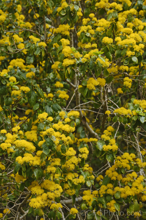 Azara serrata, an evergreen shrub or small tree native to Chile. It blooms in spring and although the flowers are similar to those of its better-known relative the Vanilla. Tree (<i>Azara lanceolata</i>), they are larger and unscented. azara-2391htm'>Azara. <a href='salicaceae-plant-family-photoshtml'>Salicaceae</a>.