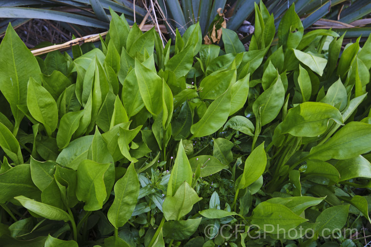 The new spring foliage of the Water Plantain (<i>Alisma plantago-aquatica</i>), a marginal aquatic or semi-aquatic perennial found in the northern temperate zones and eastern Australia. Naturalised in other areas, it is sometimes considered a local weed. Small lilac flower on tall heads open in summer. alisma-2252htm'>Alisma. <a href='alismaceae-plant-family-photoshtml'>Alismataceae</a>.