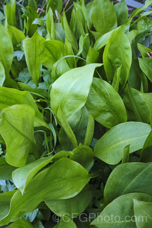 The new spring foliage of the Water Plantain (<i>Alisma plantago-aquatica</i>), a marginal aquatic or semi-aquatic perennial found in the northern temperate zones and eastern Australia. Naturalised in other areas, it is sometimes considered a local weed. Small lilac flower on tall heads open in summer. alisma-2252htm'>Alisma. <a href='alismaceae-plant-family-photoshtml'>Alismataceae</a>.