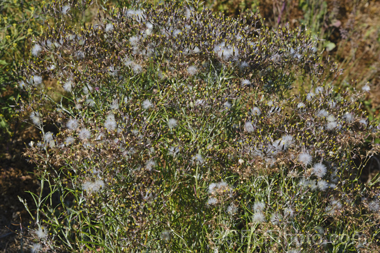 Cotton. Fireweed or Cotton. Burnweed (<i>Senecio quadridentatus</i>) with mature seedheads. This 40-100cm high perennial, often short-lived, has silvery, downy foliage and petalless flowerheads. The indumentum often rubs off the upper surfaces. It is native to Australia and New Zealand, including the Chatham Islands and is often considered a weed, even in its native range. senecio-3303htm'>Senecio.