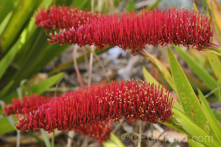 Poor. Knights. Lily (<i>Xeronema callistemon</i>), an evergreen perennial of the lily family with a natural distribution restricted to the Poor. Knights and HenIslands off northeast New Zealand It's red one-sided bottlebrush flowers open from late spring. xeronema-3349htm'>Xeronema. <a href='xeronemataceae-plant-family-photoshtml'>Xeronemataceae</a>.