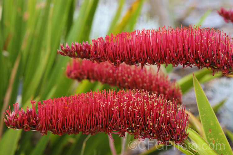 Poor. Knights. Lily (<i>Xeronema callistemon</i>), an evergreen perennial of the lily family with a natural distribution restricted to the Poor. Knights and HenIslands off northeast New Zealand It's red one-sided bottlebrush flowers open from late spring. xeronema-3349htm'>Xeronema. <a href='xeronemataceae-plant-family-photoshtml'>Xeronemataceae</a>.