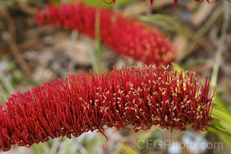 Poor. Knights. Lily (<i>Xeronema callistemon</i>), an evergreen perennial of the lily family with a natural distribution restricted to the Poor. Knights and HenIslands off northeast New Zealand It's red one-sided bottlebrush flowers open from late spring. xeronema-3349htm'>Xeronema. <a href='xeronemataceae-plant-family-photoshtml'>Xeronemataceae</a>.