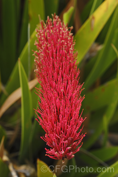 Poor. Knights. Lily (<i>Xeronema callistemon</i>), an evergreen perennial of the lily family with a natural distribution restricted to the Poor. Knights and HenIslands off northeast New Zealand It's red one-sided bottlebrush flowers open from late spring. xeronema-3349htm'>Xeronema. <a href='xeronemataceae-plant-family-photoshtml'>Xeronemataceae</a>.