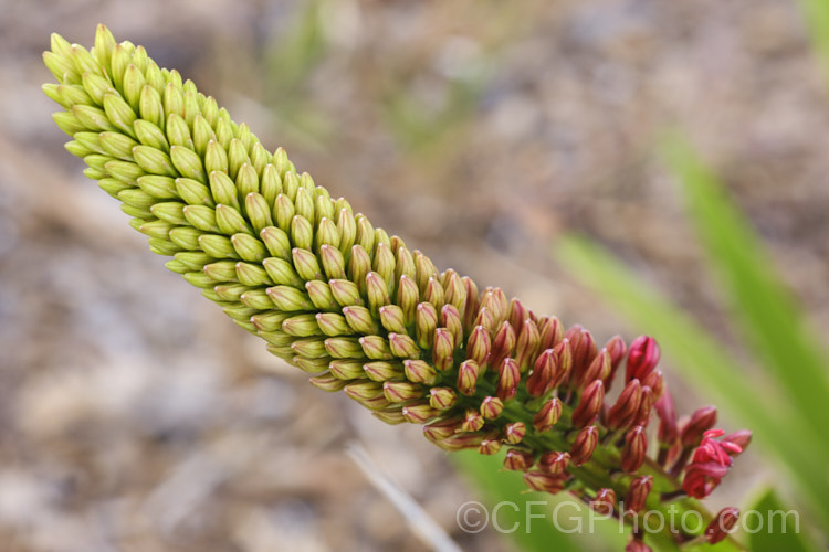 The developing flowerhead of Poor. Knights. Lily (<i>Xeronema callistemon</i>), an evergreen perennial of the lily family with a natural distribution restricted to the Poor. Knights and HenIslands off northeast New Zealand It's red one-sided bottlebrush flowers open from late spring. xeronema-3349htm'>Xeronema. <a href='xeronemataceae-plant-family-photoshtml'>Xeronemataceae</a>.