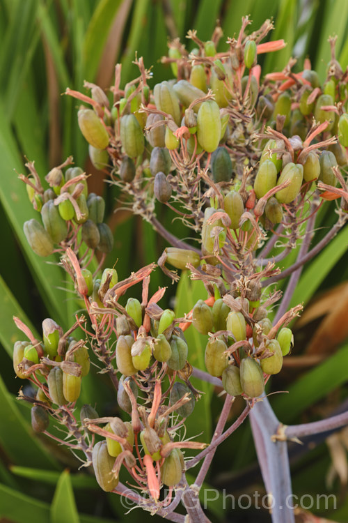 The fruits of Coral. Aloe (<i>Aloe striata</i>), a low, rosette-forming perennial with smooth-edged leaves to 50cm long. The inflorescences are up to 1m tall. Native to the Cape region of South Africa. Order: Asparagales, Family: Asphodelaceae