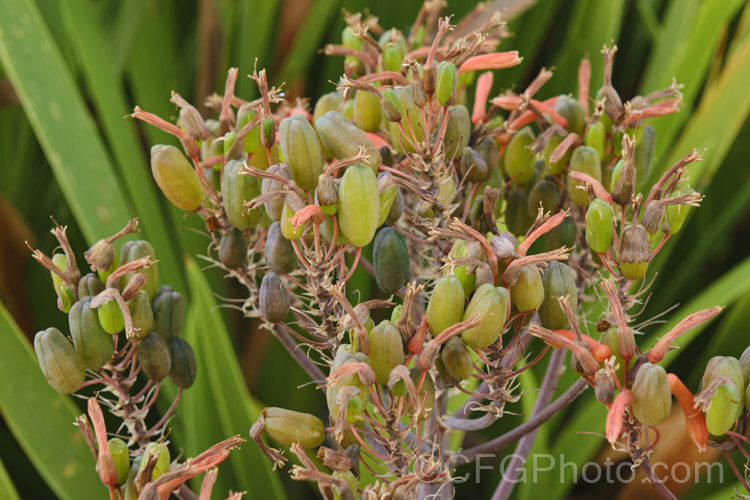 The fruits of Coral. Aloe (<i>Aloe striata</i>), a low, rosette-forming perennial with smooth-edged leaves to 50cm long. The inflorescences are up to 1m tall. Native to the Cape region of South Africa. Order: Asparagales, Family: Asphodelaceae