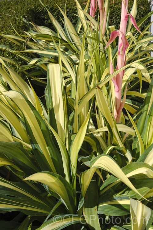 The foliage of Beschorneria yuccoides 'Variegata', a boldly variegated cultivar of a semi-succulent yucca-like perennial from Mexico. It is smaller than the typically blue-green foliage form and does not flower as readily. The long red-stemmed flowerheads open from spring and have pinkish-red bracts that partially conceal tubular, green flowers. beschorneria-2412htm'>Beschorneria.