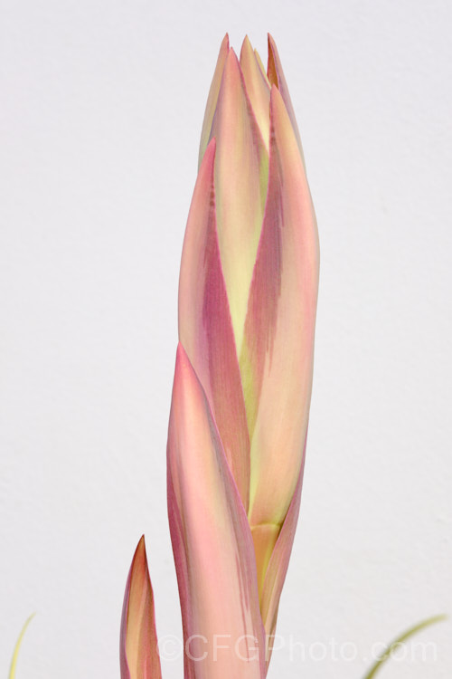 The developing flower spike of Beschorneria yuccoides 'Variegata', a boldly variegated cultivar of a semi-succulent yucca-like perennial from Mexico. It is smaller than the typically blue-green foliage form and does not flower as readily. The long red-stemmed flowerheads open from spring and have pinkish-red bracts that partially conceal tubular, green flowers. The variegated form also has variegated bracts, as seen here. beschorneria-2412htm'>Beschorneria.