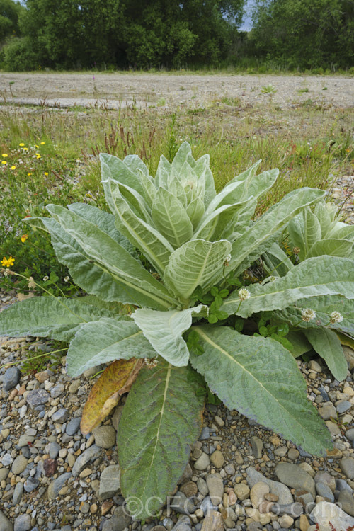 Aaron's Rod (<i>Verbascum thapsus</i>) as the flower stem begins to develop. This Eurasian biennial develops a flower spike up to 2m tall in its second year. It has become widely naturalised and is now considered a weed in many areas, though as it tends to thrive only on poor, stony ground, it is often tolerated. verbascum-3385htm'>Verbascum. <a href='scrophulariaceae-plant-family-photoshtml'>Scrophulariaceae</a>.