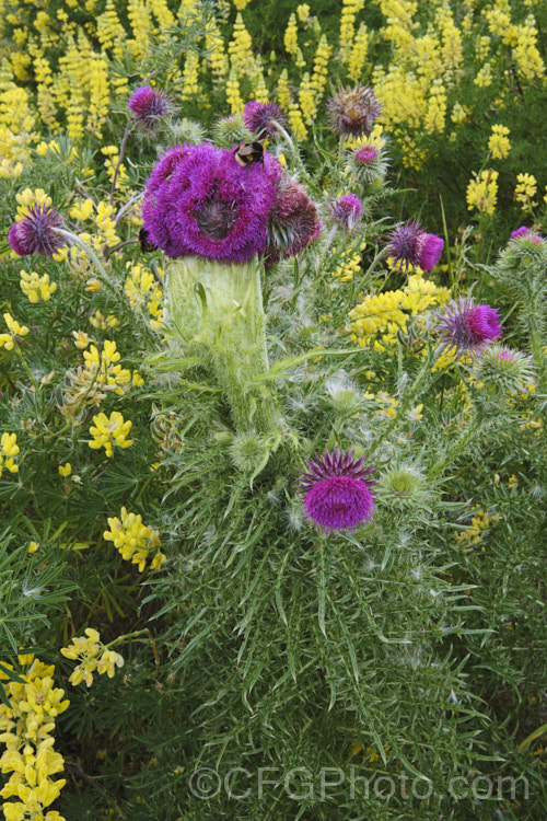 A Nodding Thistle or Musk Thistle (<i>Carduus nutans</i>) with fastigated flower heads, a deformity where several stems appear to fuse together to create a broad, flattened stem. This biennial thistle is native to Eurasia but is now a widespread weed in many temperate and subtropical areas of both hemispheres. It can grow to as much as 15m tall, is spiny all-over and the flowerheads are usually nodding, though they can be held horizontal or semi-erect. The yellow flowers are tree lupin (<i>Lupinus arboreus</i>). Order: Asterales, Family: Asteraceae