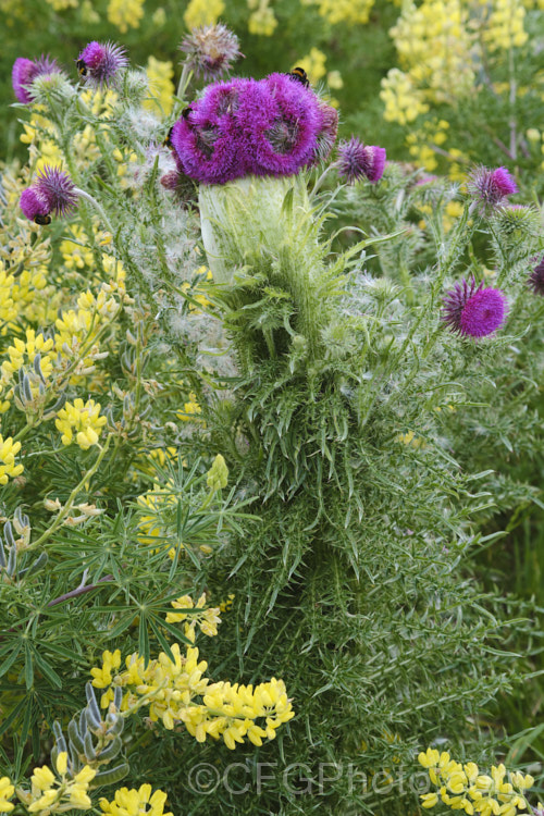 A Nodding Thistle or Musk Thistle (<i>Carduus nutans</i>) with fastigated flower heads, a deformity where several stems appear to fuse together to create a broad, flattened stem. This biennial thistle is native to Eurasia but is now a widespread weed in many temperate and subtropical areas of both hemispheres. It can grow to as much as 15m tall, is spiny all-over and the flowerheads are usually nodding, though they can be held horizontal or semi-erect. The yellow flowers are tree lupin (<i>Lupinus arboreus</i>). Order: Asterales, Family: Asteraceae