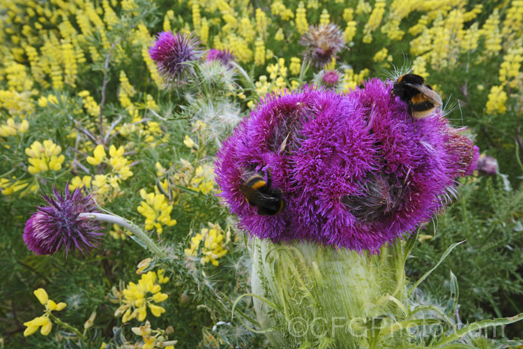 A Nodding Thistle or Musk Thistle (<i>Carduus nutans</i>) with fastigated flower heads, a deformity where several stems appear to fuse together to create a broad, flattened stem. This biennial thistle is native to Eurasia but is now a widespread weed in many temperate and subtropical areas of both hemispheres. It can grow to as much as 15m tall, is spiny all-over and the flowerheads are usually nodding, though they can be held horizontal or semi-erect. The yellow flowers are tree lupin (<i>Lupinus arboreus</i>). Order: Asterales, Family: Asteraceae