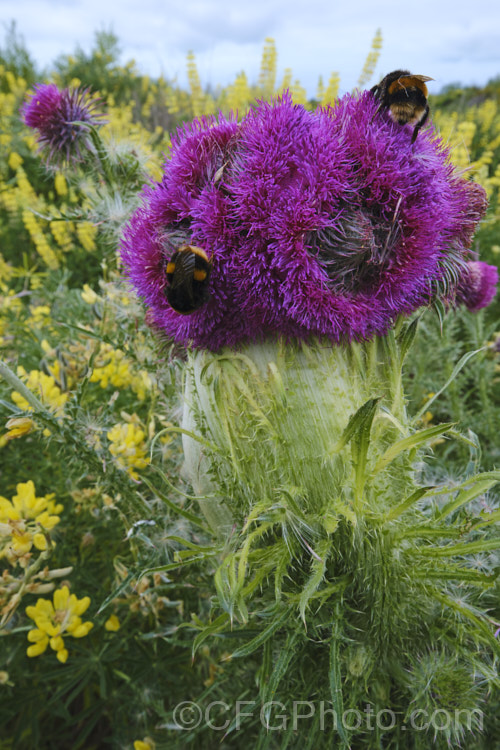 A Nodding Thistle or Musk Thistle (<i>Carduus nutans</i>) with fastigated flower heads, a deformity where several stems appear to fuse together to create a broad, flattened stem. This biennial thistle is native to Eurasia but is now a widespread weed in many temperate and subtropical areas of both hemispheres. It can grow to as much as 15m tall, is spiny all-over and the flowerheads are usually nodding, though they can be held horizontal or semi-erect. The yellow flowers are tree lupin (<i>Lupinus arboreus</i>). Order: Asterales, Family: Asteraceae