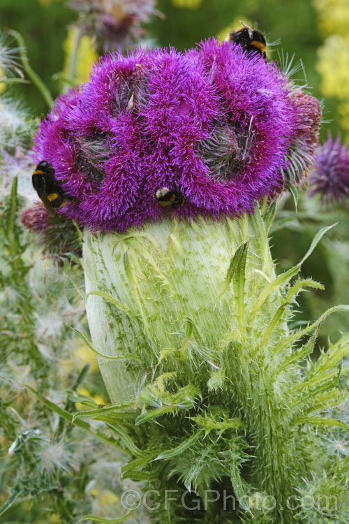 A Nodding Thistle or Musk Thistle (<i>Carduus nutans</i>) with fastigated flower heads, a deformity where several stems appear to fuse together to create a broad, flattened stem. This biennial thistle is native to Eurasia but is now a widespread weed in many temperate and subtropical areas of both hemispheres. It can grow to as much as 15m tall, is spiny all-over and the flowerheads are usually nodding, though they can be held horizontal or semi-erect. Order: Asterales, Family: Asteraceae