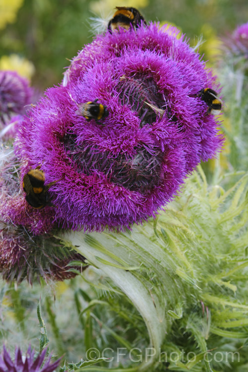 A Nodding Thistle or Musk Thistle (<i>Carduus nutans</i>) with fastigated flower heads, a deformity where several stems appear to fuse together to create a broad, flattened stem. This biennial thistle is native to Eurasia but is now a widespread weed in many temperate and subtropical areas of both hemispheres. It can grow to as much as 15m tall, is spiny all-over and the flowerheads are usually nodding, though they can be held horizontal or semi-erect. Order: Asterales, Family: Asteraceae