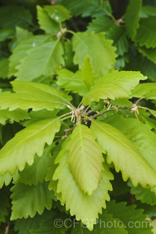 Late spring foliage of the Sessile Oak or Durmast Oak (<i>Quercus petraea</i>), a deciduous tree up to 45m tall Found from Europe to western Russia, and similar to the common. Quercus robur, it differs in details, such as the depth, number and shape of the leaf lobes, and much longer flower catkins. In mild climates it can be semi-evergreen, as this photograph, taken around the winter solstice, shows. Order: Fagales, Family: Fagaceae