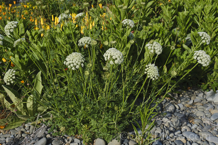 Toothpick Plant, Toothpick. Weed or Bisnaga (<i>Ammi visnaga</i>), an annual or biennial originally native to Eurasia and North Africa but now widely naturalised. It is generally a more compact plant with a denser flowerhead than the similar. Ammi majus. Order: Apiales, Family: Apiaceae