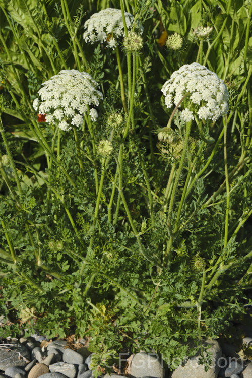 Toothpick Plant, Toothpick. Weed or Bisnaga (<i>Ammi visnaga</i>), an annual or biennial originally native to Eurasia and North Africa but now widely naturalised. It is generally a more compact plant with a denser flowerhead than the similar. Ammi majus. Order: Apiales, Family: Apiaceae