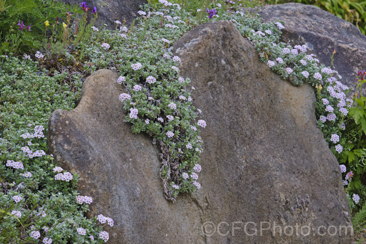 Androsace lanuginosa, a creeping silver-leafed, summer-flowering perennial native to the Himalayan region. Although it rather resembles an alpine forget-me-not, it is part of the primula family. This is the form commonly know as var. leichtlinii or 'Leichtlinii', but is seem to differ very little from the species. Order: Ericales, Family: Primulaceae