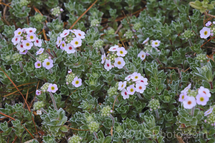 Androsace lanuginosa, a creeping silver-leafed, summer-flowering perennial native to the Himalayan region. Although it rather resembles an alpine forget-me-not, it is part of the primula family. This is the form commonly know as var. leichtlinii or 'Leichtlinii', but is seem to differ very little from the species. Order: Ericales, Family: Primulaceae