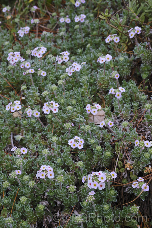 Androsace lanuginosa, a creeping silver-leafed, summer-flowering perennial native to the Himalayan region. Although it rather resembles an alpine forget-me-not, it is part of the primula family. This is the form commonly know as var. leichtlinii or 'Leichtlinii', but is seem to differ very little from the species. Order: Ericales, Family: Primulaceae