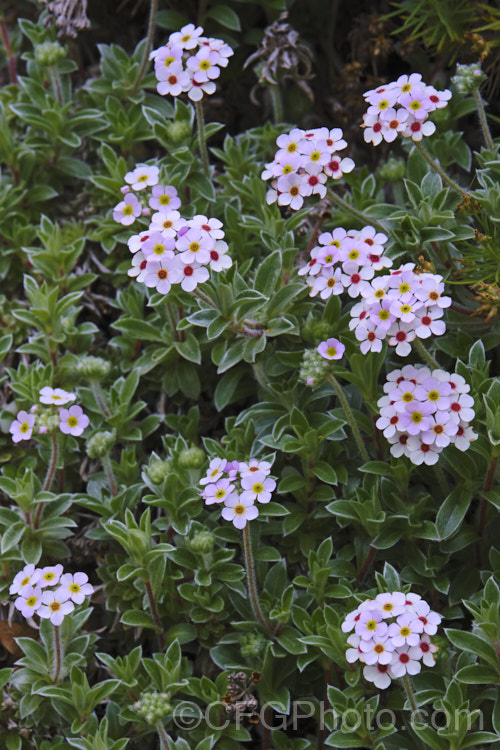 Androsace lanuginosa, a creeping silver-leafed, summer-flowering perennial native to the Himalayan region. Although it rather resembles an alpine forget-me-not, it is part of the primula family. This is the form commonly know as var. leichtlinii or 'Leichtlinii', but is seem to differ very little from the species. Order: Ericales, Family: Primulaceae