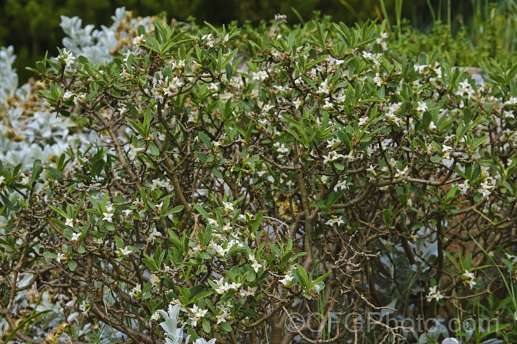 Alpine Daphne (<i>Daphne alpina</i>), a small, spring-flowering, deciduous shrub native to southern and central Europe, where it occurs on limestone soils at elevations to 1500m. It can grow to around 60cm high and wide but is often considerably smaller. The leaves are up to 4cm long and the flowers are not always scented. Order: Malvales, Family: Thymelaeaceae