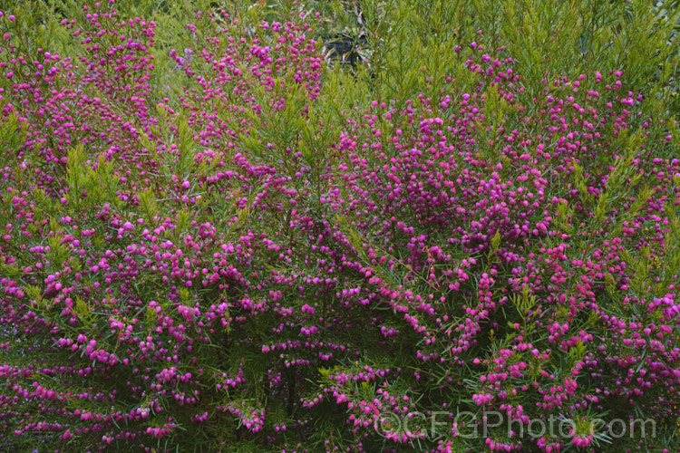 Red Boronia or Kalgan Boronia (<i>Boronia heterophylla</i>), a 12-15m high spring-flowering evergreen shrub found in the far south of Western Australia. The flowers of this species are unscented. Order: Sapindales, Family: Rutaceae