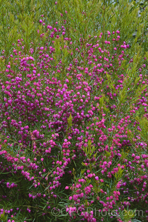 Red Boronia or Kalgan Boronia (<i>Boronia heterophylla</i>), a 12-15m high spring-flowering evergreen shrub found in the far south of Western Australia. The flowers of this species are unscented. Order: Sapindales, Family: Rutaceae