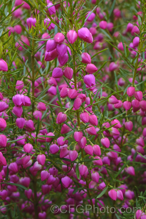 Red Boronia or Kalgan Boronia (<i>Boronia heterophylla</i>), a 12-15m high spring-flowering evergreen shrub found in the far south of Western Australia. The flowers of this species are unscented. Order: Sapindales, Family: Rutaceae