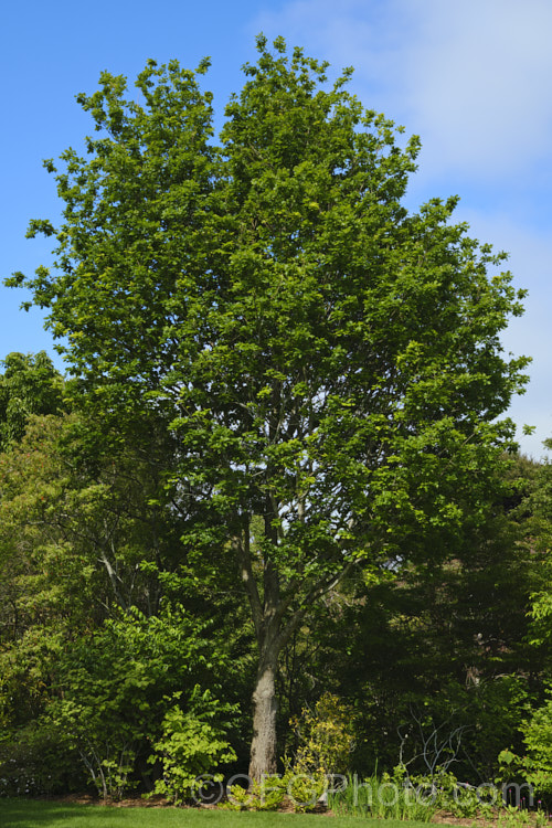 Galcham Oak or Oriental White Oak (<i>Quercus aliena</i>), a 12-20m tall deciduous oak found from Japan and Korea to central China. Its multi-lobed leaves are 100-200mm long and the acorns are borne in shallow cups