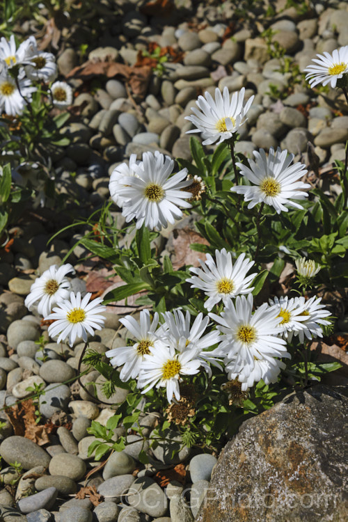 Lindsay's Daisy (<i>Celmisia lindsayi</i>), a spring-flowering perennial or subshrub daisy native to partly shaded rocky areas along the southeastern coast of New Zealand's South Island Under ideal conditions it can form a clump of up to 2m diameter. celmisia-2421htm'>Celmisia.